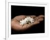 Coffee Flower Is Held Delciately in the Palm of a Sao Tomense Hand, Sao Tome-Camilla Watson-Framed Photographic Print