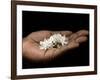 Coffee Flower Is Held Delciately in the Palm of a Sao Tomense Hand, Sao Tome-Camilla Watson-Framed Photographic Print