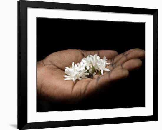 Coffee Flower Is Held Delciately in the Palm of a Sao Tomense Hand, Sao Tome-Camilla Watson-Framed Photographic Print