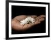 Coffee Flower Is Held Delciately in the Palm of a Sao Tomense Hand, Sao Tome-Camilla Watson-Framed Photographic Print