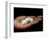 Coffee Flower Is Held Delciately in the Palm of a Sao Tomense Hand, Sao Tome-Camilla Watson-Framed Photographic Print