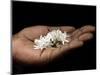 Coffee Flower Is Held Delciately in the Palm of a Sao Tomense Hand, Sao Tome-Camilla Watson-Mounted Photographic Print