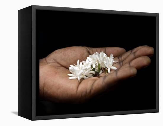 Coffee Flower Is Held Delciately in the Palm of a Sao Tomense Hand, Sao Tome-Camilla Watson-Framed Stretched Canvas