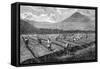 Coffee, Guatemala, 1877-null-Framed Stretched Canvas