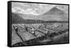 Coffee, Guatemala, 1877-null-Framed Stretched Canvas