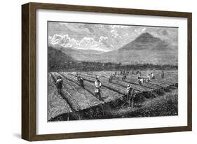 Coffee, Guatemala, 1877-null-Framed Art Print