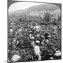 Coffee Picking on Sir Thomas Lipton's Estate, Dambutenne, Sri Lanka, 1903-Underwood & Underwood-Mounted Giclee Print
