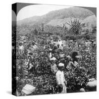 Coffee Picking on Sir Thomas Lipton's Estate, Dambutenne, Sri Lanka, 1903-Underwood & Underwood-Stretched Canvas