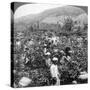 Coffee Picking on Sir Thomas Lipton's Estate, Dambutenne, Sri Lanka, 1903-Underwood & Underwood-Stretched Canvas