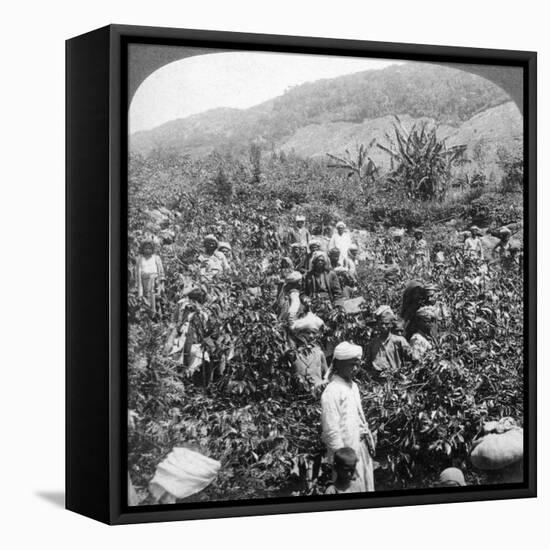 Coffee Picking on Sir Thomas Lipton's Estate, Dambutenne, Sri Lanka, 1903-Underwood & Underwood-Framed Stretched Canvas