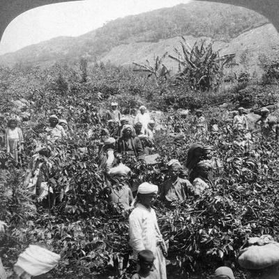 'Coffee Picking on Sir Thomas Lipton's Estate, Dambutenne, Sri Lanka