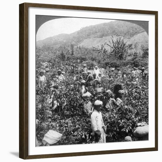 Coffee Picking on Sir Thomas Lipton's Estate, Dambutenne, Sri Lanka, 1903-Underwood & Underwood-Framed Giclee Print