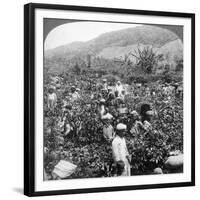 Coffee Picking on Sir Thomas Lipton's Estate, Dambutenne, Sri Lanka, 1903-Underwood & Underwood-Framed Giclee Print