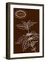 Coffee Plant Illustration-cienpies-Framed Art Print