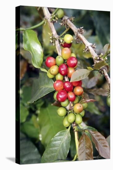 Coffee Plant with Fruit-Bjorn Svensson-Stretched Canvas