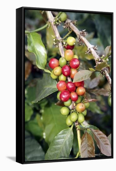 Coffee Plant with Fruit-Bjorn Svensson-Framed Stretched Canvas