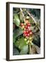 Coffee Plant with Fruit-Bjorn Svensson-Framed Premium Photographic Print