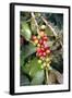 Coffee Plant with Fruit-Bjorn Svensson-Framed Premium Photographic Print