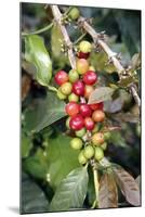 Coffee Plant with Fruit-Bjorn Svensson-Mounted Premium Photographic Print