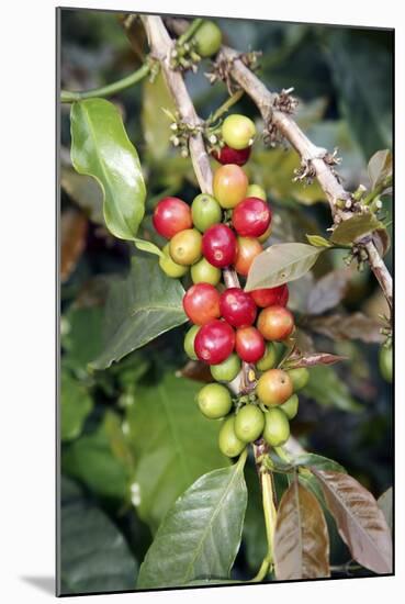 Coffee Plant with Fruit-Bjorn Svensson-Mounted Premium Photographic Print