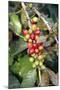 Coffee Plant with Fruit-Bjorn Svensson-Mounted Premium Photographic Print