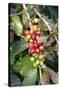 Coffee Plant with Fruit-Bjorn Svensson-Stretched Canvas