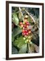 Coffee Plant with Fruit-Bjorn Svensson-Framed Photographic Print