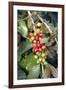 Coffee Plant with Fruit-Bjorn Svensson-Framed Photographic Print