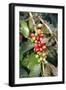 Coffee Plant with Fruit-Bjorn Svensson-Framed Photographic Print
