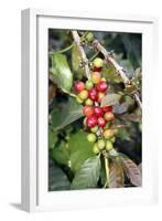 Coffee Plant with Fruit-Bjorn Svensson-Framed Photographic Print