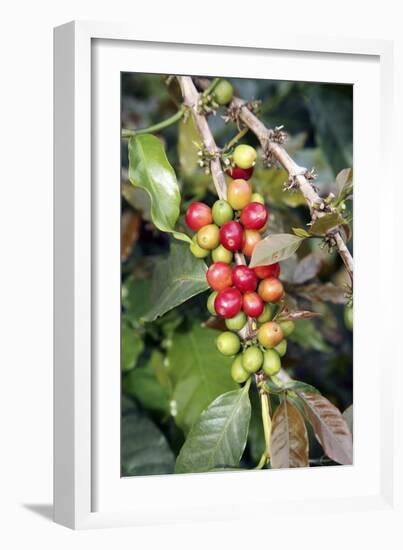 Coffee Plant with Fruit-Bjorn Svensson-Framed Photographic Print