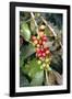 Coffee Plant with Fruit-Bjorn Svensson-Framed Photographic Print