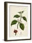 Coffee Plant-null-Framed Art Print