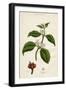 Coffee Plant-null-Framed Art Print