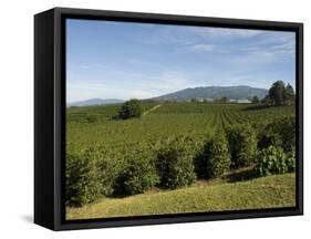 Coffee Plantations on the Slopes of the Poas Volcano, Near San Jose, Costa Rica, Central America-R H Productions-Framed Stretched Canvas