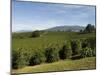 Coffee Plantations on the Slopes of the Poas Volcano, Near San Jose, Costa Rica, Central America-R H Productions-Mounted Photographic Print