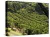 Coffee Plantations on the Slopes of the Poas Volcano, Near San Jose, Costa Rica, Central America-R H Productions-Stretched Canvas