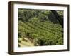 Coffee Plantations on the Slopes of the Poas Volcano, Near San Jose, Costa Rica, Central America-R H Productions-Framed Photographic Print