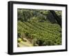 Coffee Plantations on the Slopes of the Poas Volcano, Near San Jose, Costa Rica, Central America-R H Productions-Framed Photographic Print