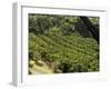 Coffee Plantations on the Slopes of the Poas Volcano, Near San Jose, Costa Rica, Central America-R H Productions-Framed Photographic Print