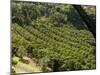 Coffee Plantations on the Slopes of the Poas Volcano, Near San Jose, Costa Rica, Central America-R H Productions-Mounted Photographic Print