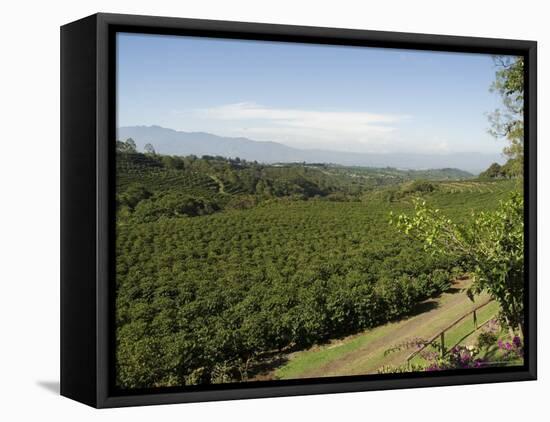 Coffee Plantations on the Slopes of the Poas Volcano, Near San Jose, Costa Rica, Central America-R H Productions-Framed Stretched Canvas