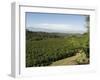 Coffee Plantations on the Slopes of the Poas Volcano, Near San Jose, Costa Rica, Central America-R H Productions-Framed Photographic Print