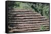 Coffee Plants Grown Under Shade, Bendele Region, Oromo Country, Ilubador State, Ethiopia, Africa-Bruno Barbier-Framed Stretched Canvas