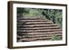 Coffee Plants Grown Under Shade, Bendele Region, Oromo Country, Ilubador State, Ethiopia, Africa-Bruno Barbier-Framed Photographic Print