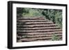 Coffee Plants Grown Under Shade, Bendele Region, Oromo Country, Ilubador State, Ethiopia, Africa-Bruno Barbier-Framed Photographic Print