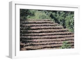 Coffee Plants Grown Under Shade, Bendele Region, Oromo Country, Ilubador State, Ethiopia, Africa-Bruno Barbier-Framed Photographic Print