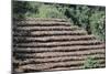 Coffee Plants Grown Under Shade, Bendele Region, Oromo Country, Ilubador State, Ethiopia, Africa-Bruno Barbier-Mounted Photographic Print