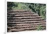 Coffee Plants Grown Under Shade, Bendele Region, Oromo Country, Ilubador State, Ethiopia, Africa-Bruno Barbier-Framed Photographic Print