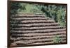 Coffee Plants Grown Under Shade, Bendele Region, Oromo Country, Ilubador State, Ethiopia, Africa-Bruno Barbier-Framed Photographic Print